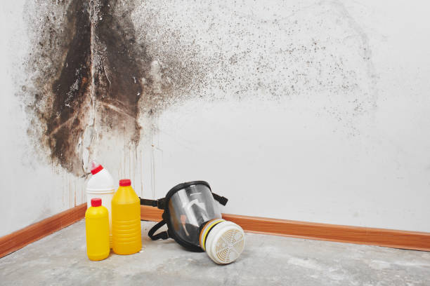 Best Residential Mold Removal  in Garrett, TX