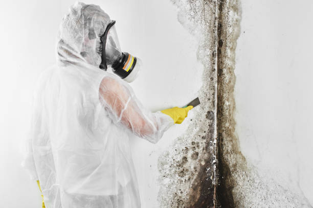 Best Mold Damage Repair  in Garrett, TX