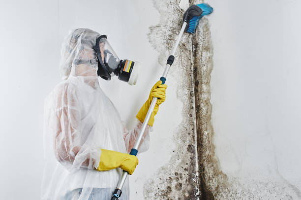 Best Mold Damage Repair  in Garrett, TX