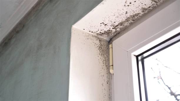 Best Home Mold Removal  in Garrett, TX