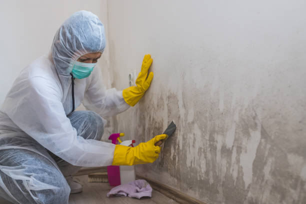 Best Professional Mold Removal  in Garrett, TX