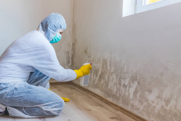 Professional Mold Removal in Garrett, TX