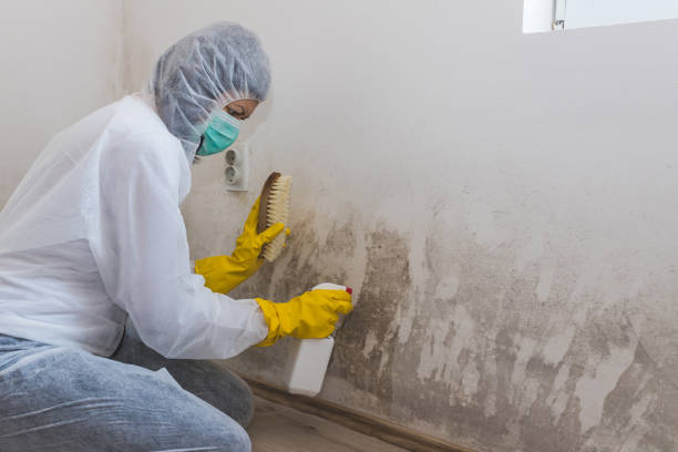 Best Office Mold Removal Services  in Garrett, TX