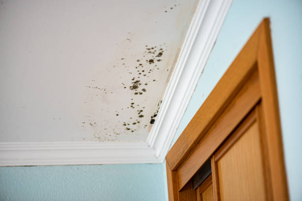 Best Certified Mold Removal  in Garrett, TX