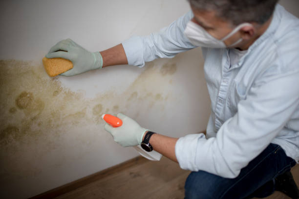 Best Professional Mold Removal  in Garrett, TX