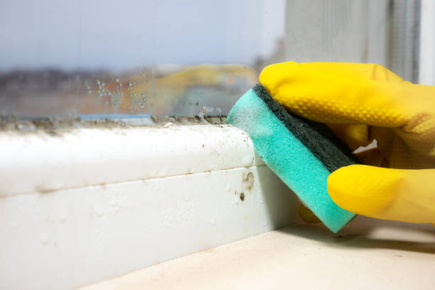 Best Commercial Mold Removal  in Garrett, TX