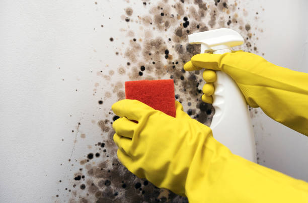 Best Office Mold Removal Services  in Garrett, TX