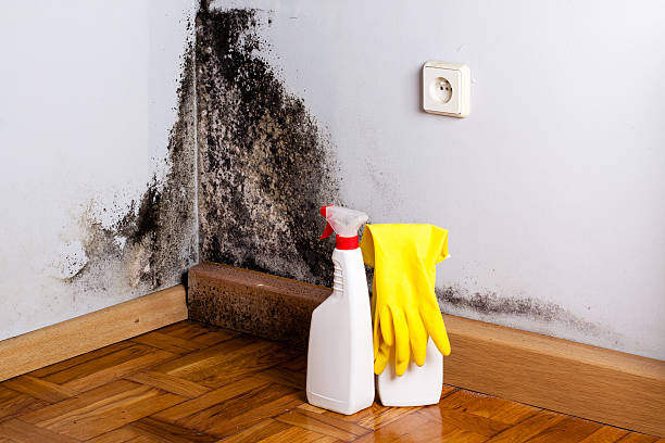 Best Attic Mold Removal  in Garrett, TX